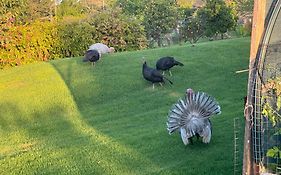 Bird Song Farm